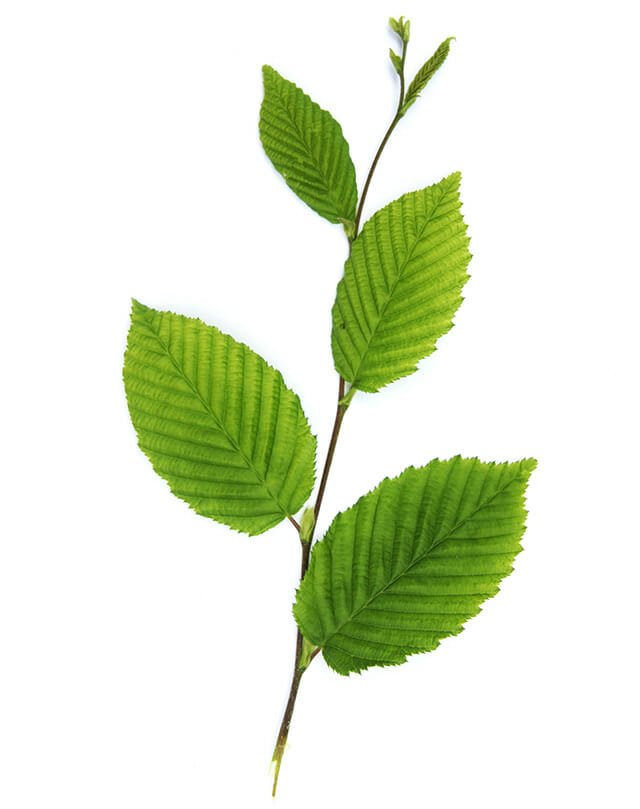 american beech leaf on isolated background