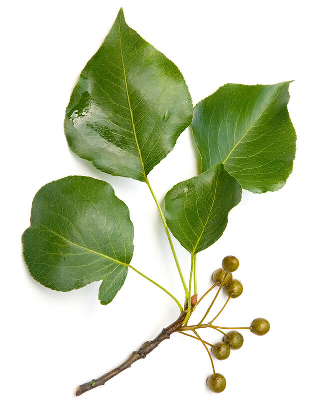 Bradford Pear leaf with twig on white background