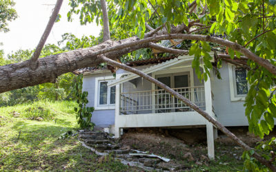Do You Know How Uninsured Arborists Put Your Home at Risk?