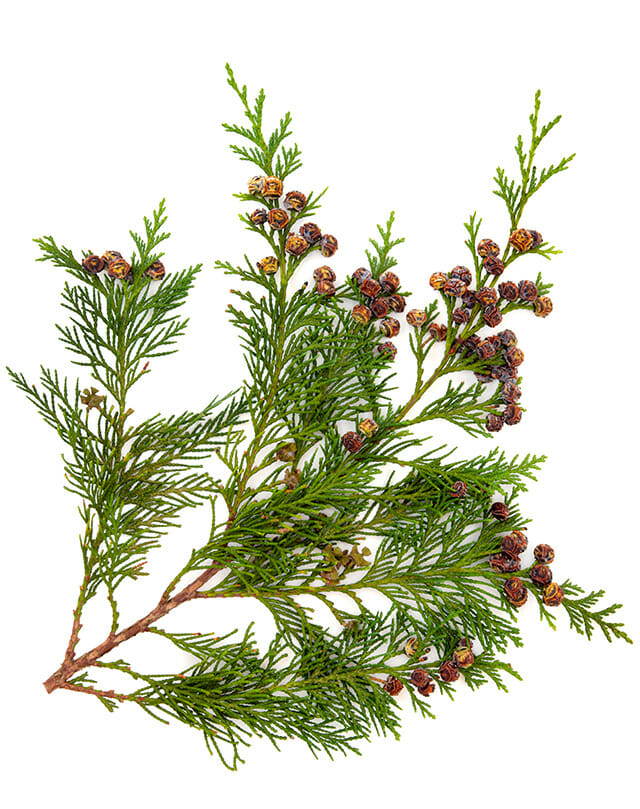 green Leyland Cypress branch isolated on white background