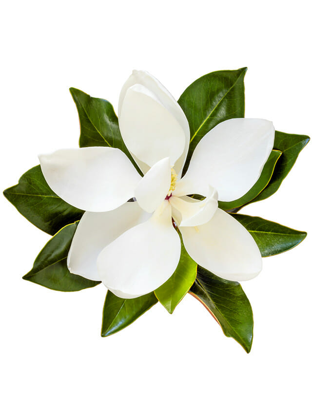 flowering magnolia leaf with white flower on isolated white background