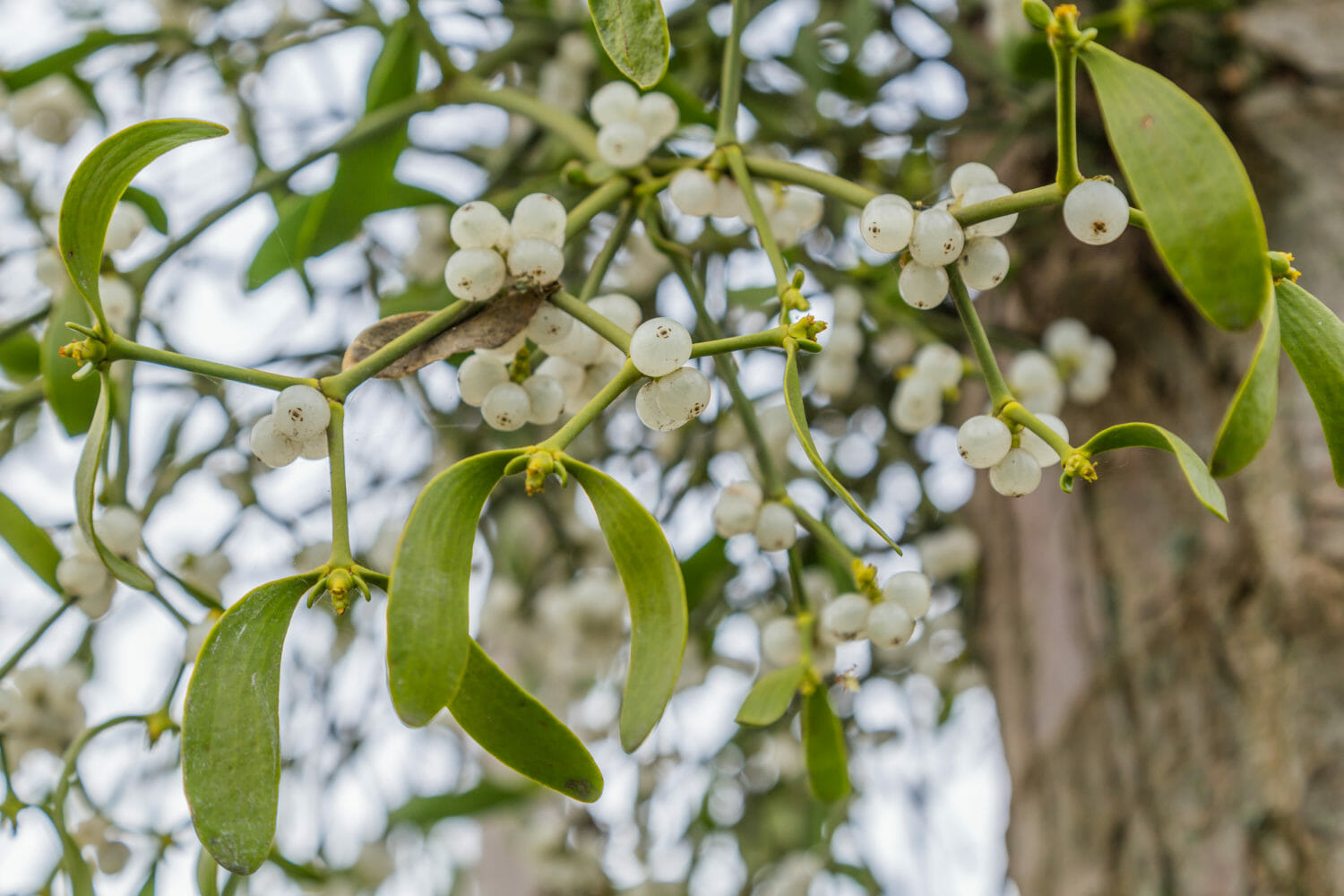 Mistletoe