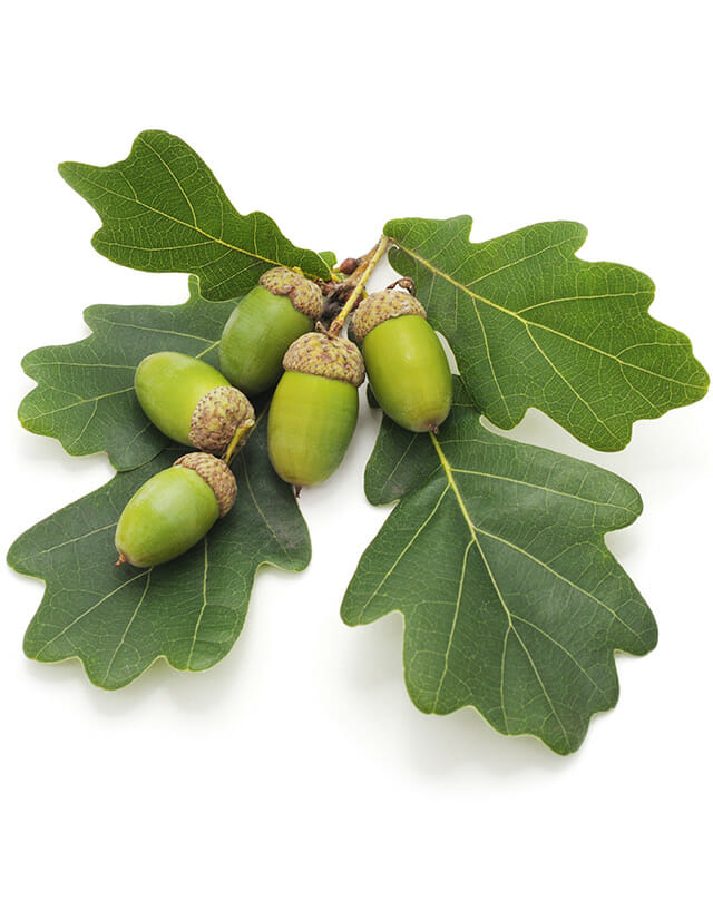 isolated green Oak Genus leaf with acorns on white background