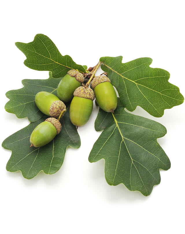 Oak-Genus isolated green Oak Genus leaf with acorns on white background