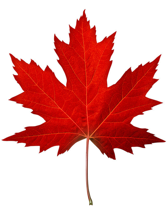 Red Maple leaf on white background