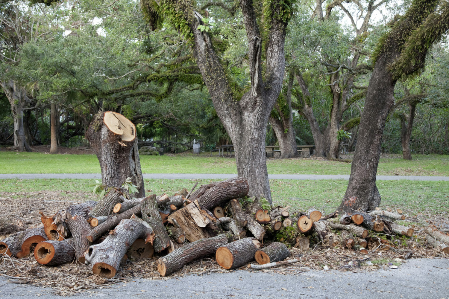 Tree Removal Barrie