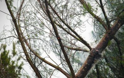 Tips for Keeping Your Trees Off of Power Lines