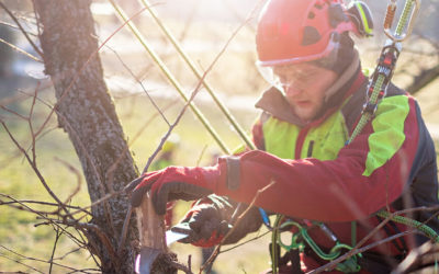What Is an ISA Certified Arborist and Why Should You Care?