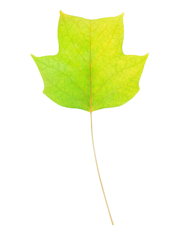 isolated Yellow Poplar leaf on white background