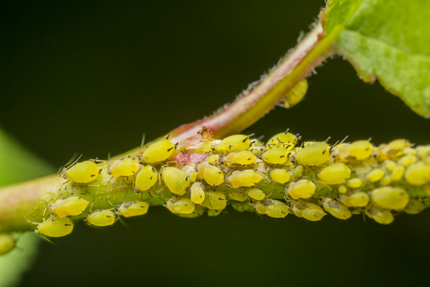 Aphids