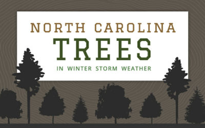 North Carolina Trees That Are Vulnerable in Winter Weather