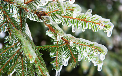 How to Prepare & Protect Your Trees from Ice & Snow This Winter