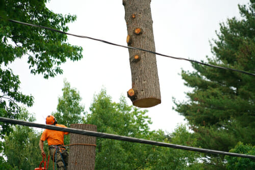 Apex Tree Removal