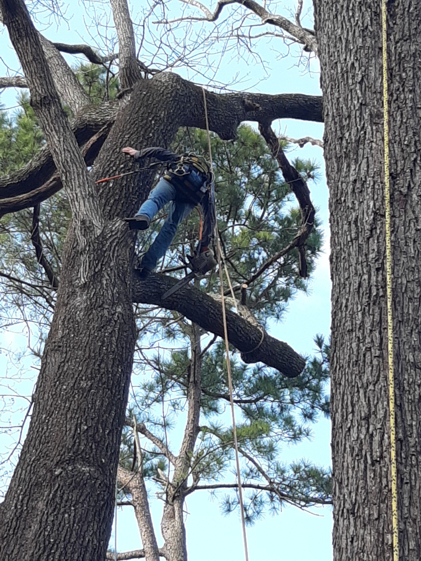 Holly Springs Commercial Tree Services