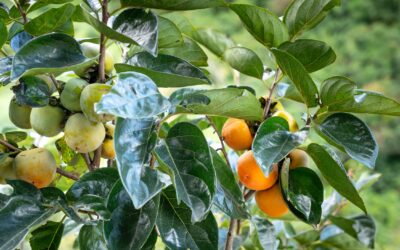 Fruit Trees of North Carolina