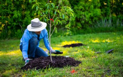 Top Tree Planting Tips
