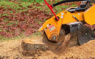 Stump Grinding vs. DIY Stump Removal: Making the Right Choice