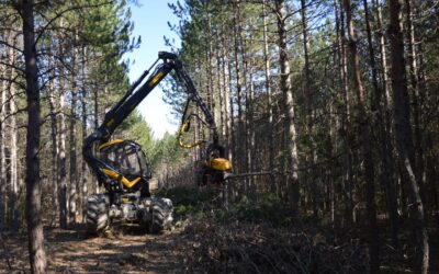 Crane Assisted Tree Removal: Why It Matters