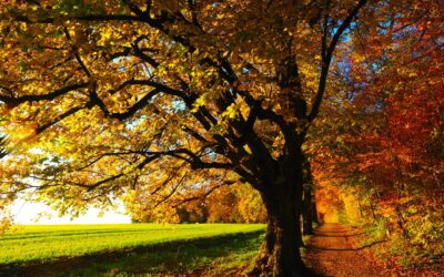 Tree Health Assessments: Proactive Care for Your Landscape