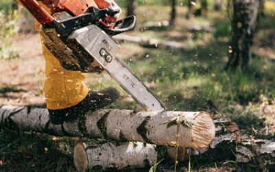 The Importance of Professional Tree Removal for Safety