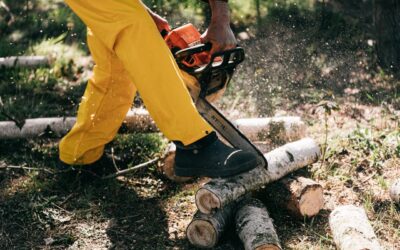 Emergency Tree Removal: Why Swift Action Matters