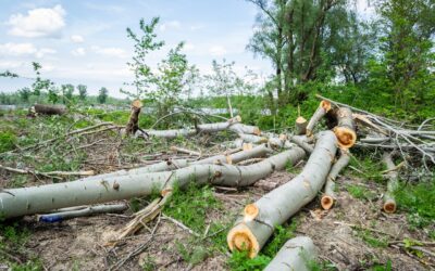 The Importance of Tree Maintenance for Hurricane Preparedness & Community Safety