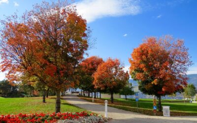 Commercial Tree Services: Enhancing Your Business Landscape